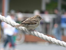 Image of House Sparrow