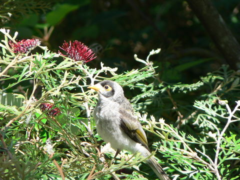 Plancia ëd Manorina melanocephala (Latham 1801)