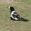 Image of Butcherbird