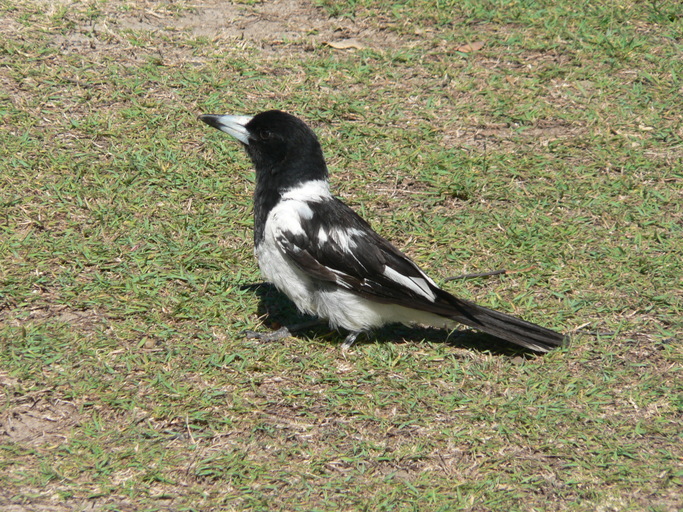 Image of Pied Butcherbird