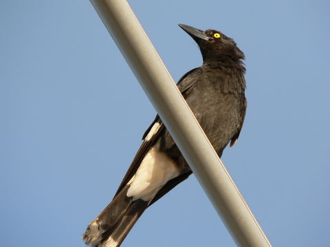 Image of Pied Currawong