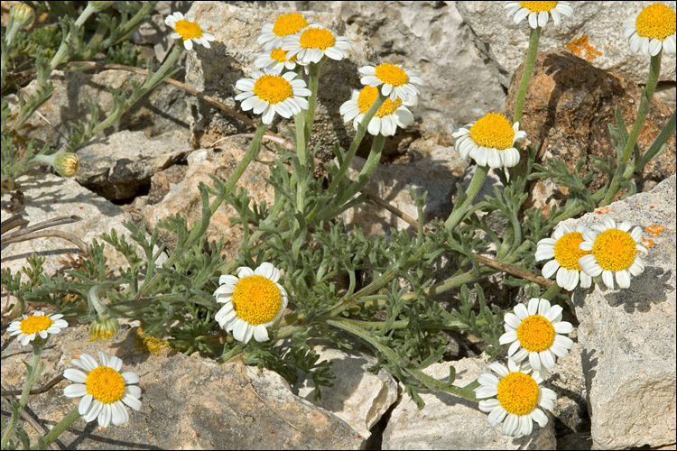 Image of Anthemis tomentosa L.