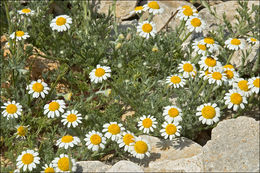 Image of Anthemis tomentosa L.