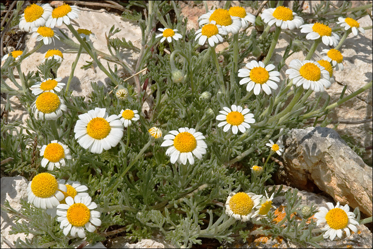 Image of Anthemis tomentosa L.