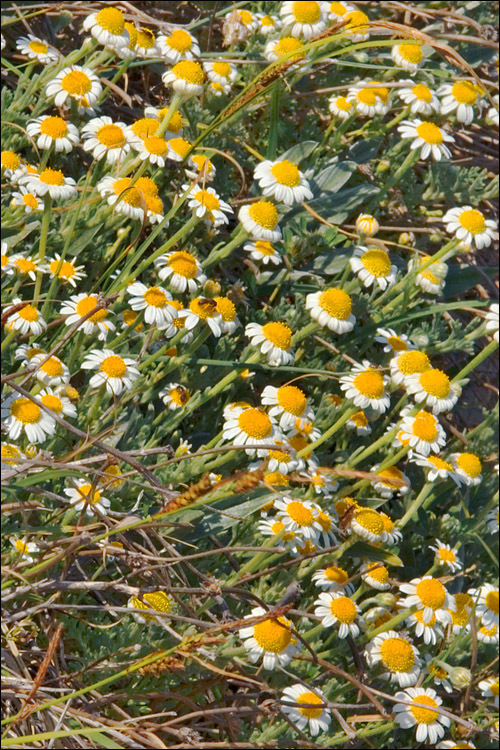 Image of Anthemis tomentosa L.