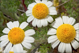 Image of Anthemis tomentosa L.