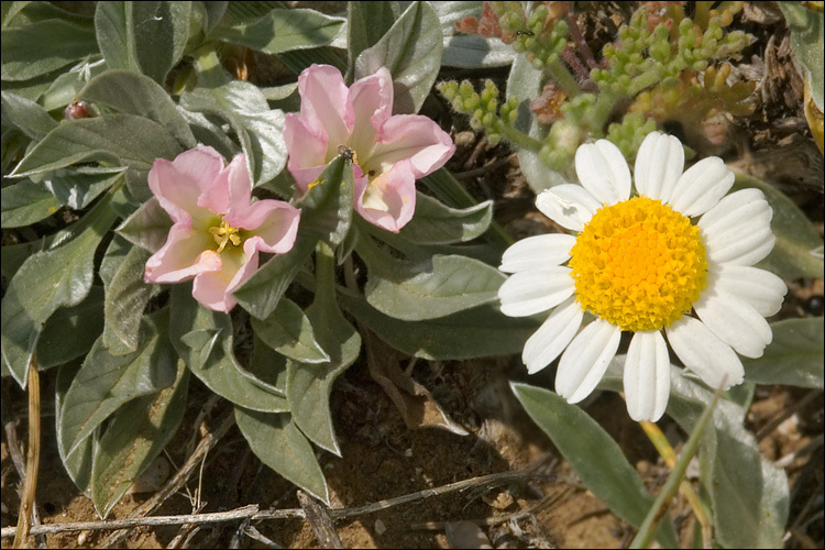 Image of Anthemis tomentosa L.