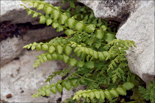 Image of Green Spleenwort