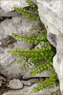 Image of Green Spleenwort