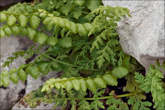 Image of <i>Cystopteris regia</i>