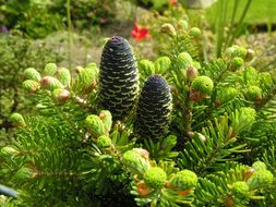 Image of Korean Fir