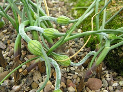 Слика од Allium kurtzianum Asch. & Sint. ex Kollmann