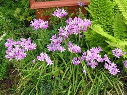 Allium unifolium Kellogg resmi