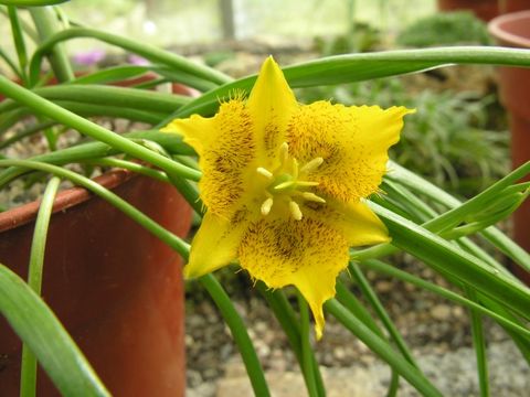 صورة Calochortus barbatus (Kunth) Painter