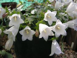 Image of Campanula betulifolia K. Koch