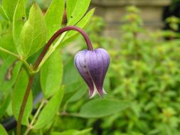 Image of Fremont's leather flower