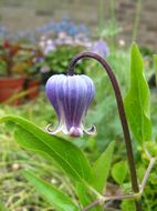 Image of Fremont's leather flower