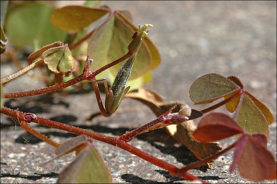 Image of Oxalis procumbens Steud. ex A. Rich.