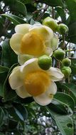 Eschweilera ovata (Cambess.) Mart. ex Miers的圖片