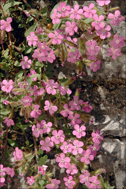 Image of rock soapwort