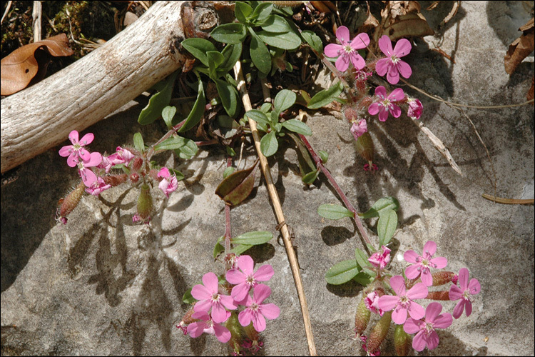 صورة Saponaria ocymoides L.