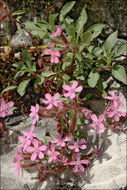 Image of rock soapwort