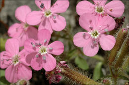 صورة Saponaria ocymoides L.