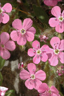 صورة Saponaria ocymoides L.