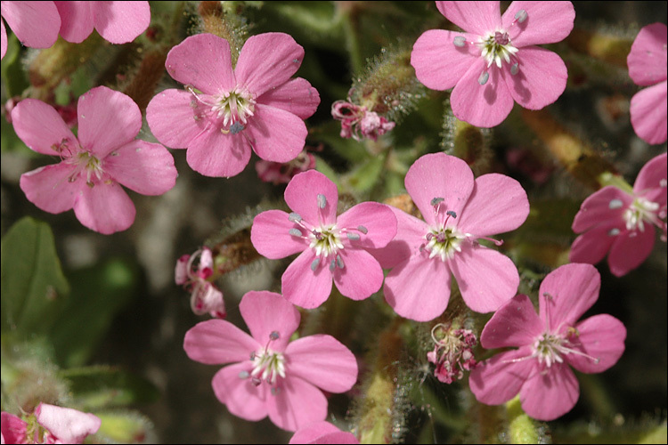 صورة Saponaria ocymoides L.