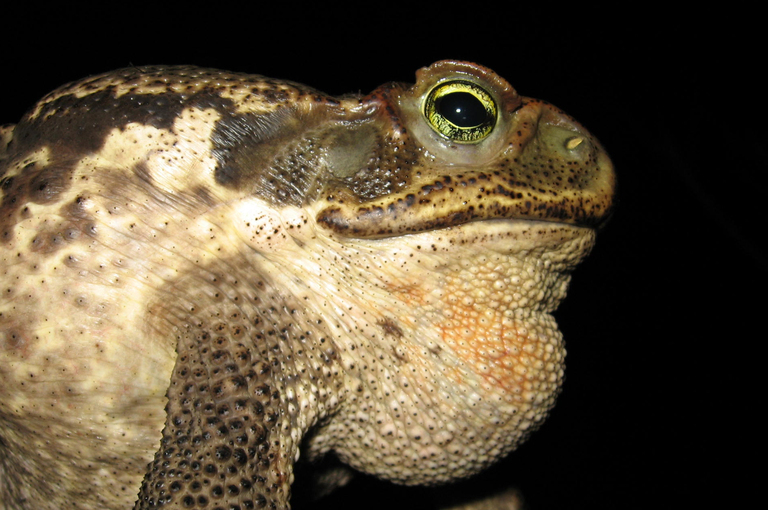 Image of cururu toad