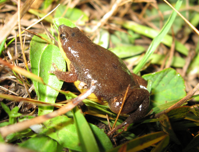 Image de Elachistocleis bicolor (Guérin-Méneville 1838)