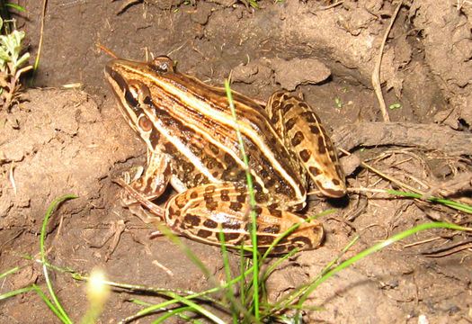 صورة Leptodactylus gracilis (Duméril & Bibron 1840)