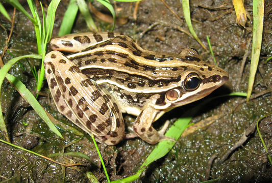 Image of Leptodactylus gracilis (Duméril & Bibron 1840)