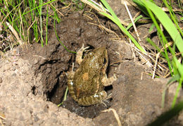 Image de Leptodactylus latinasus Jiménez de la Espada 1875