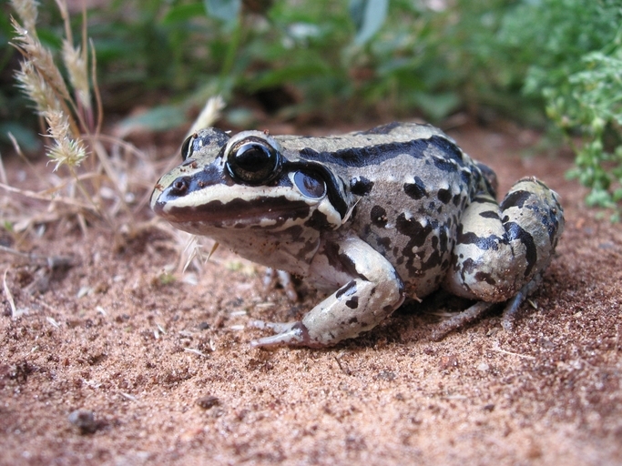 Image de Leptodactylus mystacinus (Burmeister 1861)