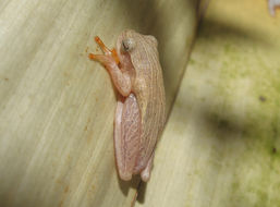 Image of Lesser Treefrog