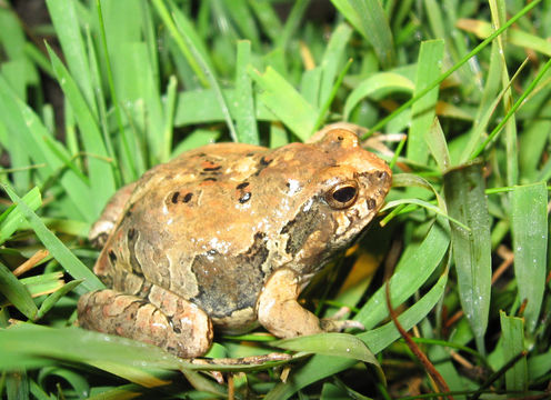 Plancia ëd Physalaemus biligonigerus (Cope 1861)