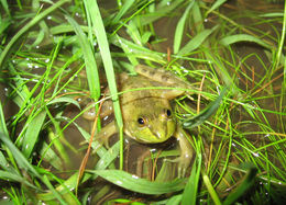 Image of Lesser swimming frog