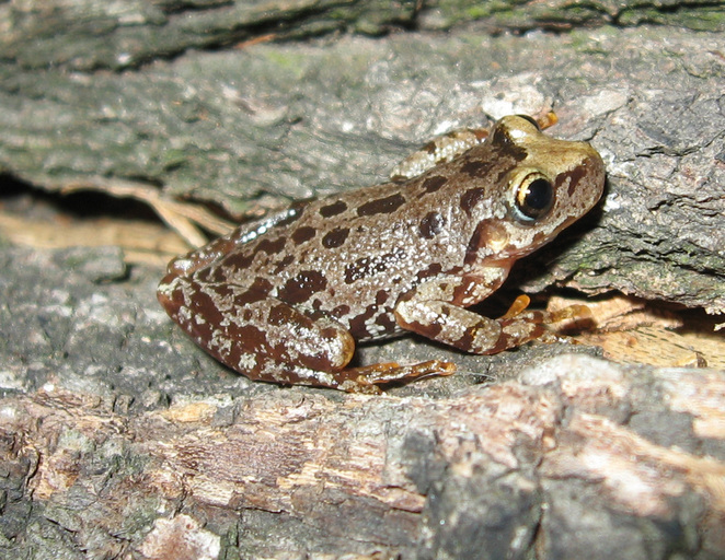 Image of <i>Scinax uruguayus</i>