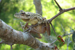 Image of Fuscous-blotched Treefrog