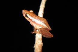 Image of long-snouted treefrog