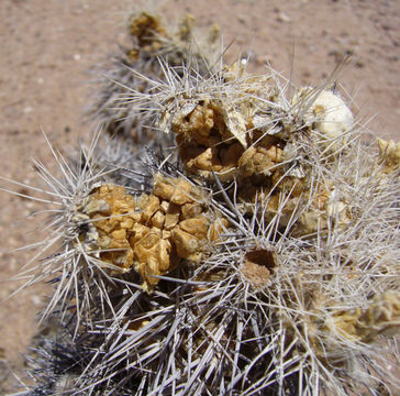 Image of Tephrocactus alexanderi (Britton & Rose) Backeb.