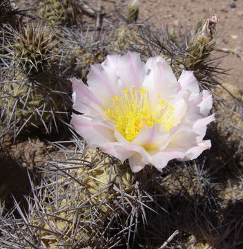 Image of Tephrocactus alexanderi (Britton & Rose) Backeb.