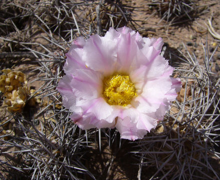 Image of Tephrocactus alexanderi (Britton & Rose) Backeb.