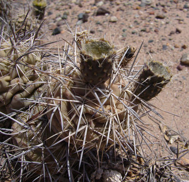 Image of Tephrocactus alexanderi (Britton & Rose) Backeb.