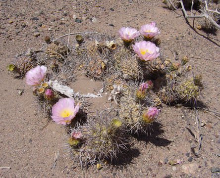 Image of Tephrocactus alexanderi (Britton & Rose) Backeb.