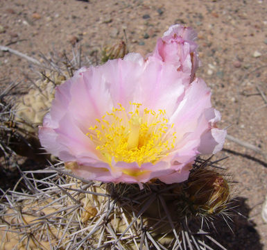 Imagem de Tephrocactus alexanderi (Britton & Rose) Backeb.