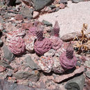 Image of <i>Tephrocactus geometricus</i>