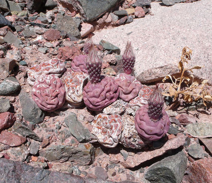 Image of <i>Tephrocactus geometricus</i>