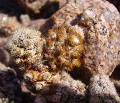 Image of Tephrocactus molinensis (Speg.) Backeb.